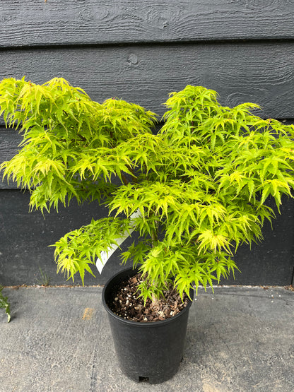 Sharp’s Pygmy, Dwarf Small Leaf Japanese Maple Tree - Live Plant