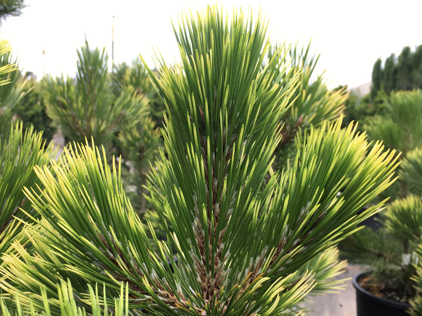 Bosnian Sunrise Rare Dwarf Bosnian Pine Conifer Tree - Live Plant
