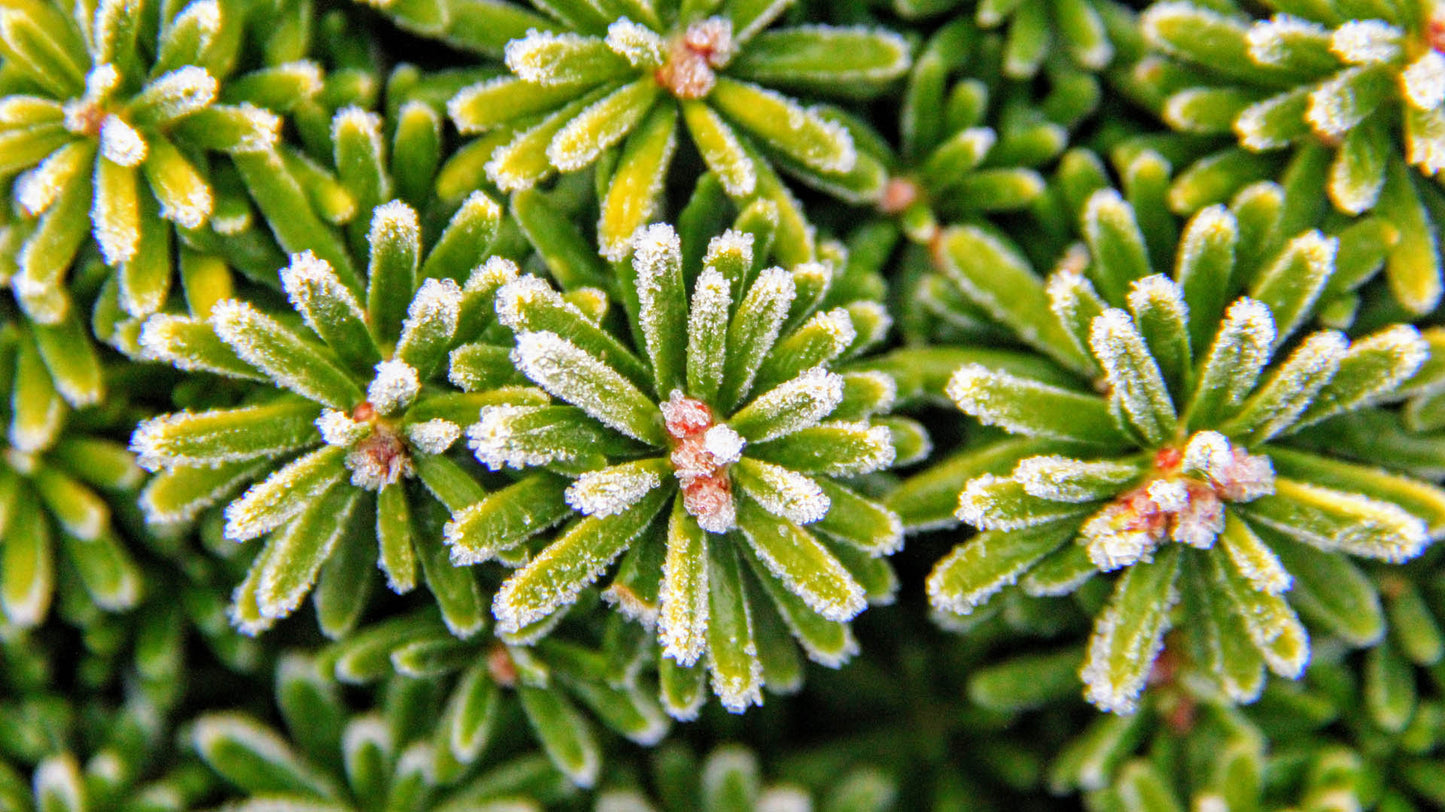 Cis Dwarf Korean Fir Abies Koreana, Slow Growing Compact Evergreen Conifer - Live Plant