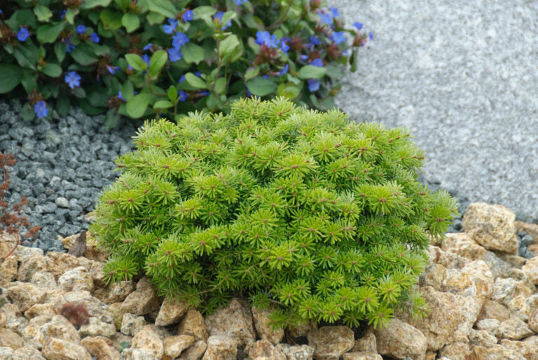 Cis Dwarf Korean Fir Abies Koreana, Slow Growing Compact Evergreen Conifer - Live Plant