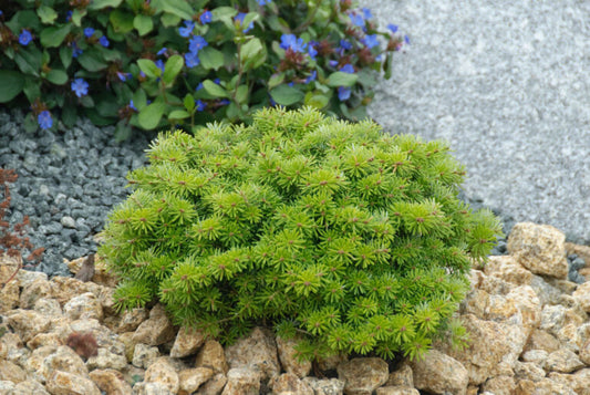 Cis Dwarf Korean Fir Abies Koreana, Slow Growing Compact Evergreen Conifer - Live Plant
