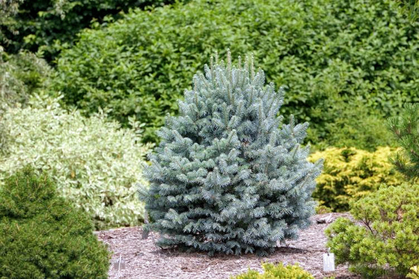 Glauca Compacta Dwarf Blue Rocky Mountain Subalpine Corkbark Fir Tree - Live Plant