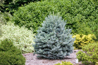 Glauca Compacta Dwarf Blue Rocky Mountain Subalpine Corkbark Fir Tree - Live Plant