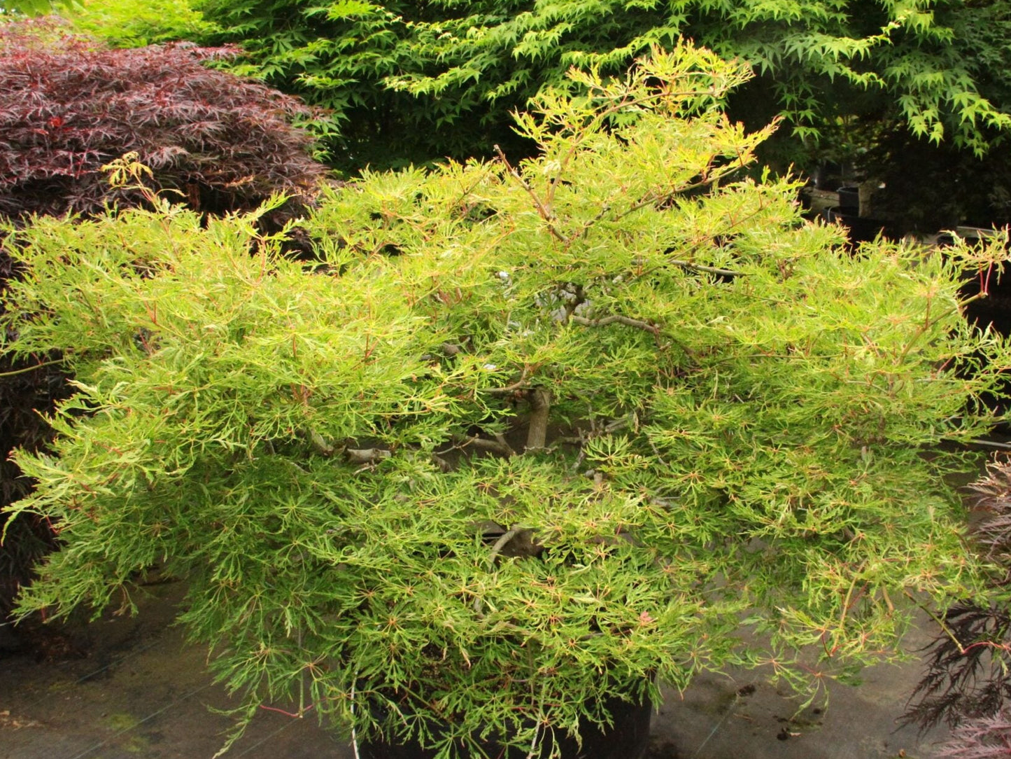 Fairy Lights Dwarf Japanese Maple, Laceleaf Acer Palmatum Tree - Live Plant