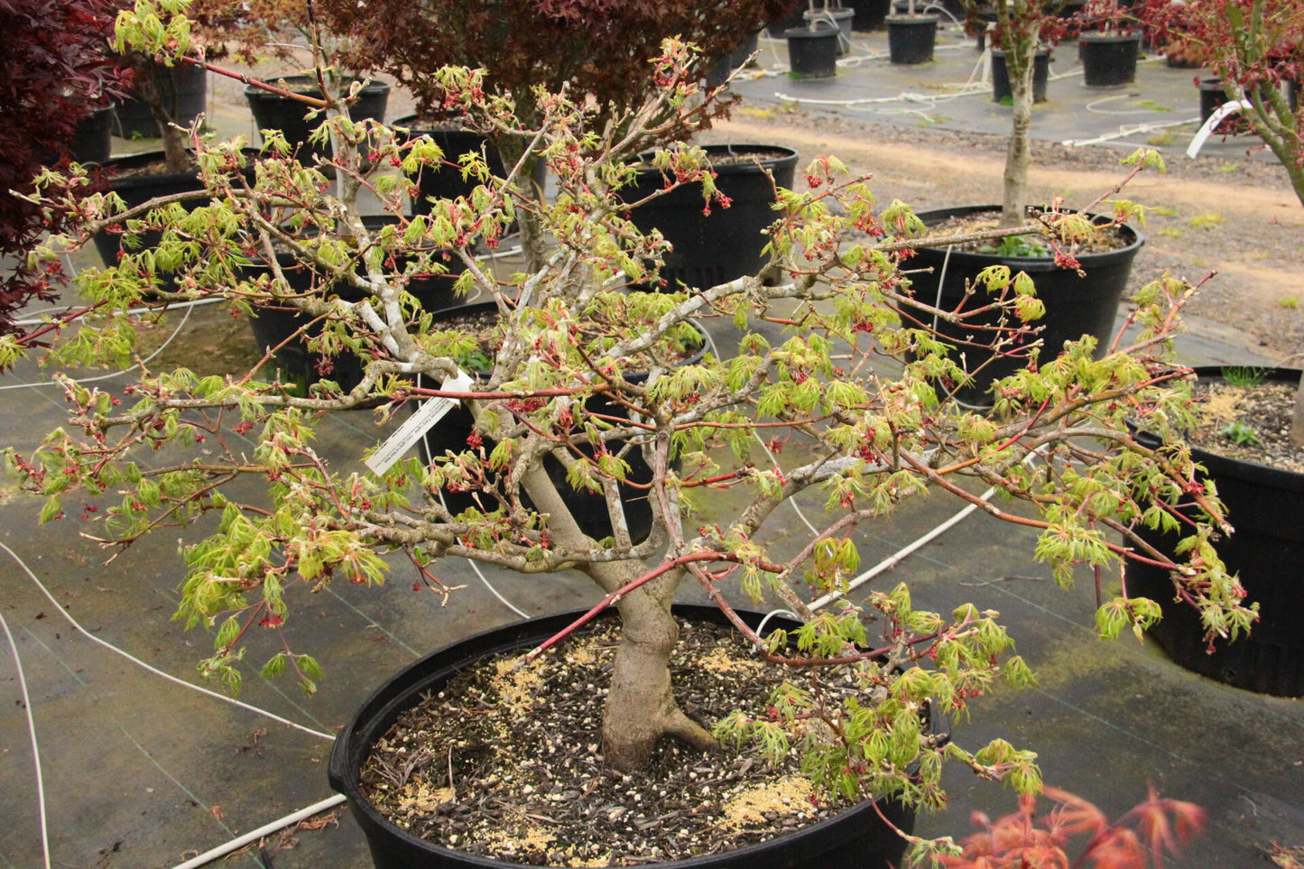 Fairy Lights Dwarf Japanese Maple, Laceleaf Acer Palmatum Tree - Live Plant