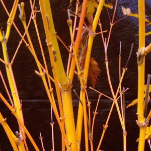 Bihou Golden Coral Bark Japanese Maple, Winter Interest Acer Palmatum Tree - Live Plant