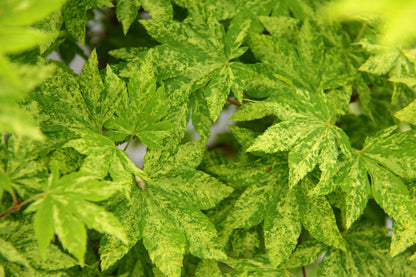 Kumoi Nishiki Rare Variegated Japanese Maple, Acer Sieboldianum Full Moon - Live Plant