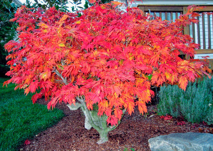 Aconitifolium Dancing Peacock Fern-Leaf Japanese Maple Acer Tree - Live Plant