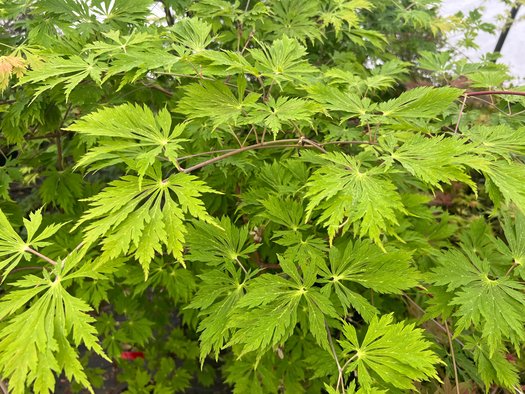 Aconitifolium Dancing Peacock Fern-Leaf Japanese Maple Acer Tree - Live Plant