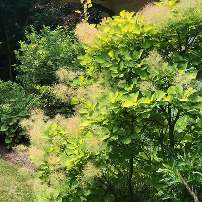 Ancot Golden Spirit Cotinus Coggygria Golden Smoke Bush Tree - Live Plant