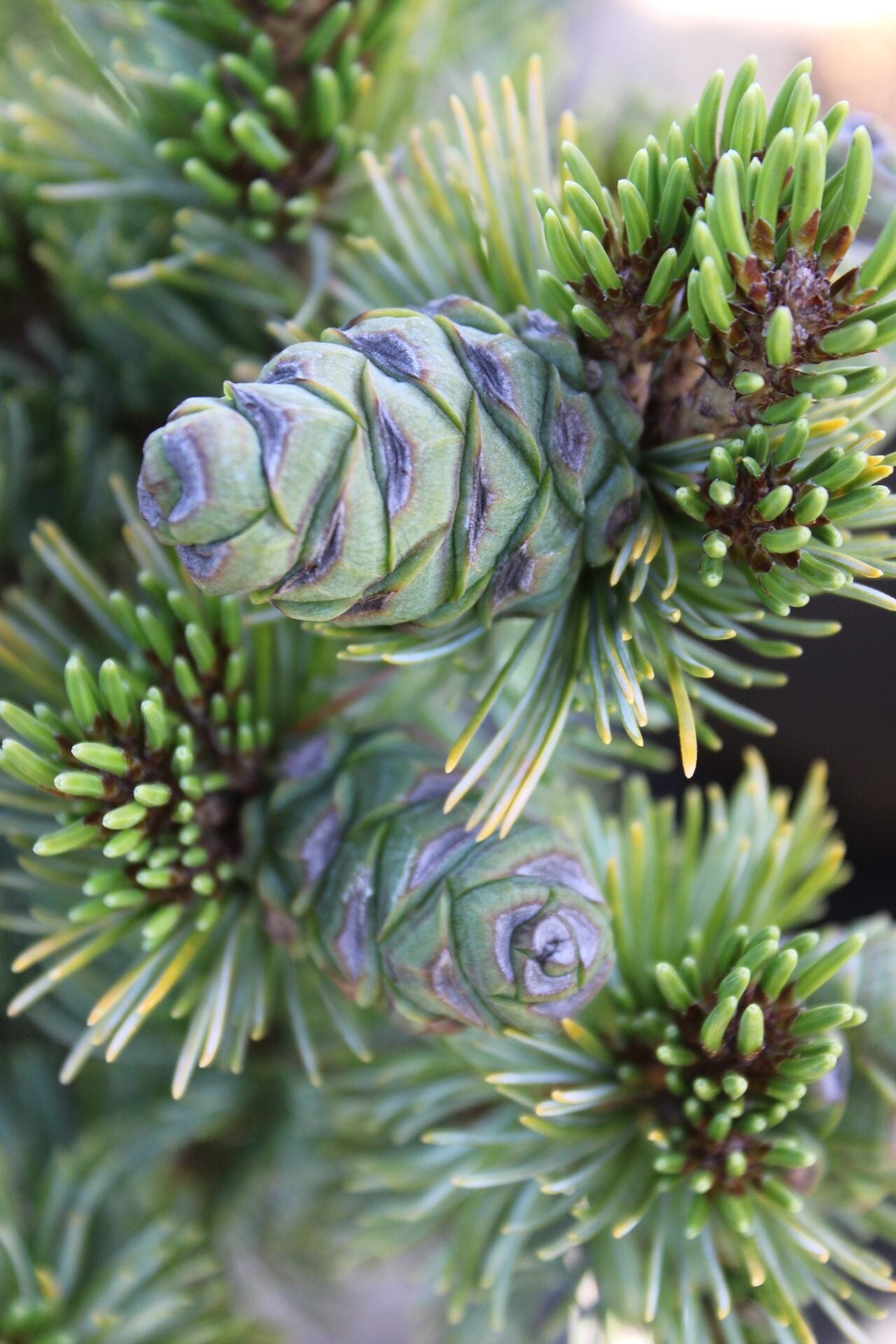 Azuma Goyo Rare Japanese White Pine, Dwarf Conifer Pre-Bonsai - Live Plant