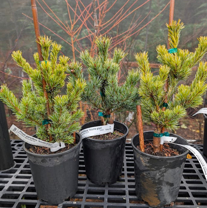 Azuma Goyo Rare Japanese White Pine, Dwarf Conifer Pre-Bonsai - Live Plant