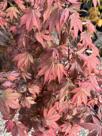 Ruslyn In The Pink Japanese Maple, Dwarf Compact Ornamental Acer Palmatum - Live Plant