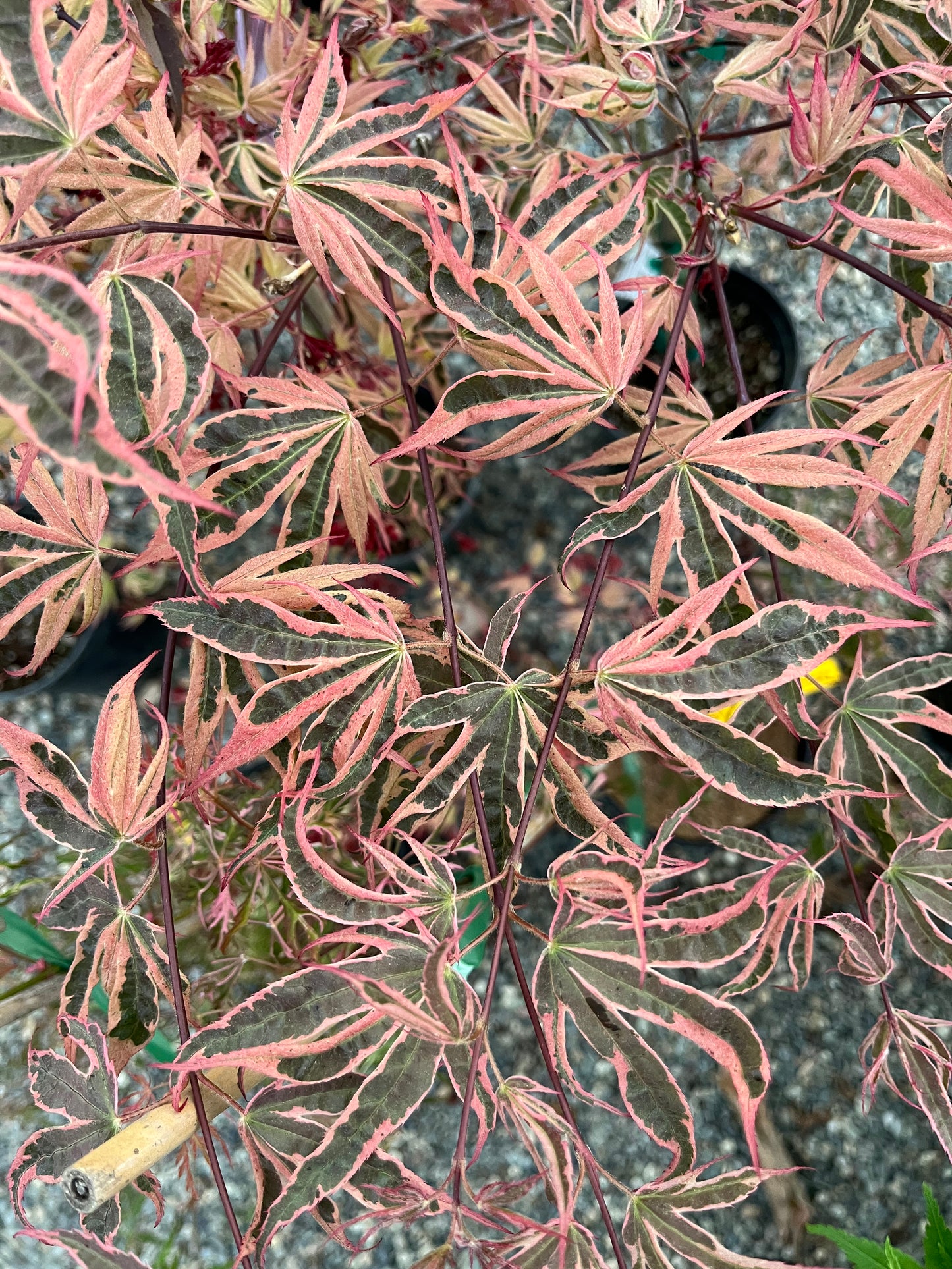 Geisha Gone Wild Japanese Maple Variegated Pink Acer Palmatum - Live Plant