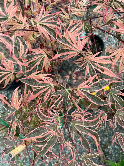 Geisha Gone Wild Japanese Maple Variegated Pink Acer Palmatum - Live Plant