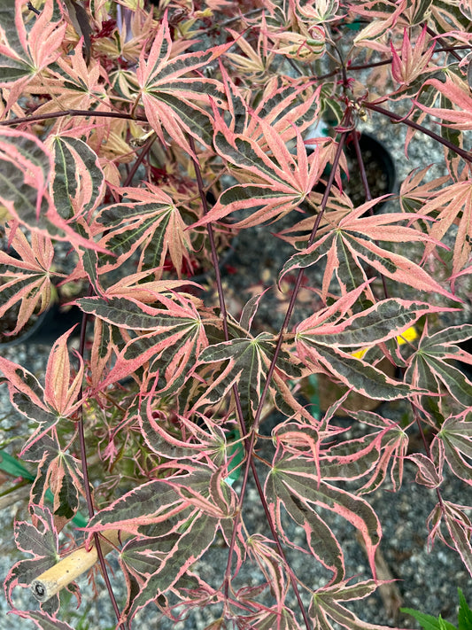 Geisha Gone Wild Japanese Maple Variegated Pink Acer Palmatum - Live Plant