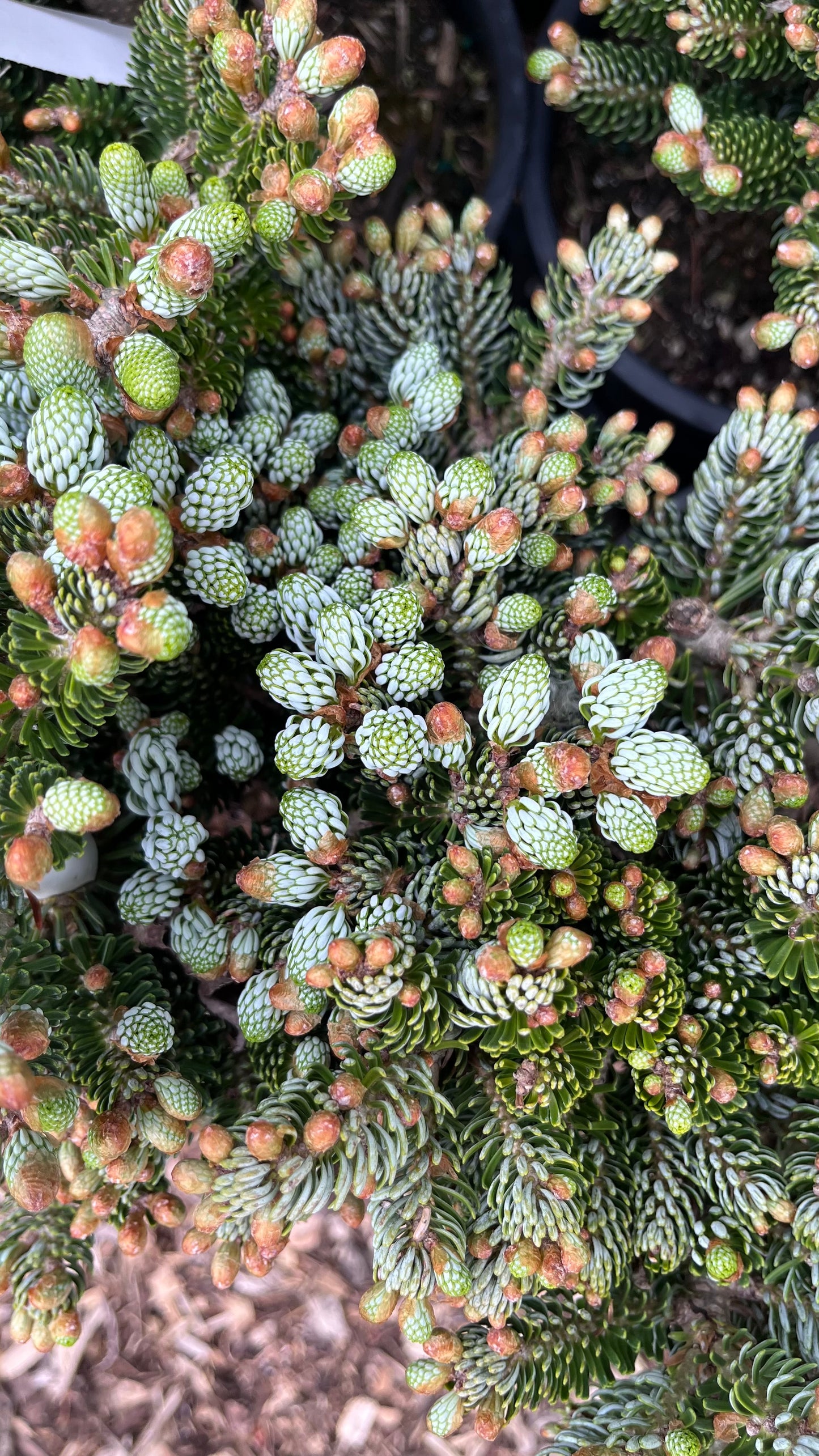 Kohout's Ice Breaker Korean Fir, Dwarf Evergreen Conifer, Collector Tree - Live Plant