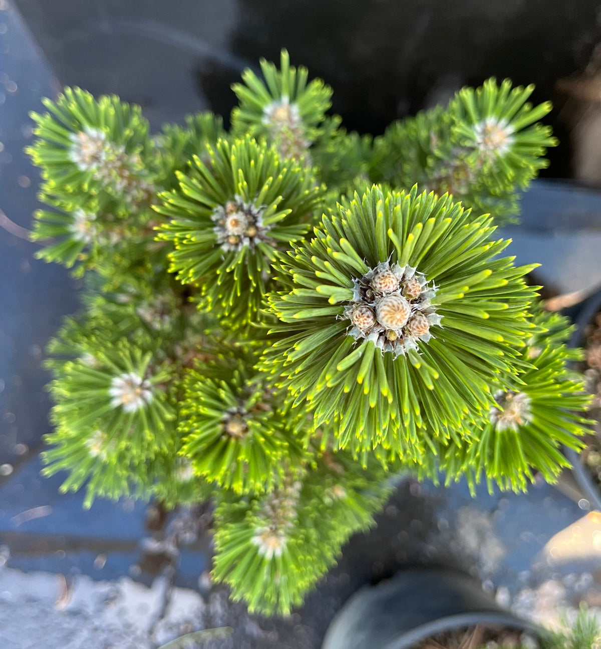 Kotobuki Dwarf Japanese Black Pine, Bonsai Starter Conifer Tree - Live Plant