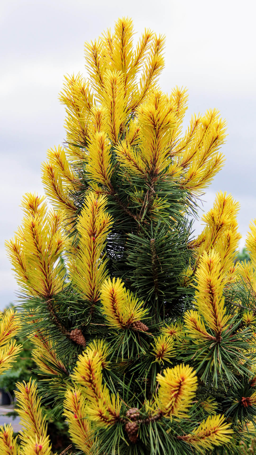 Taylor's Sunburst Rare Dwarf Variegated Lodgepole Pine Collector Conifer Tree - Live Plant