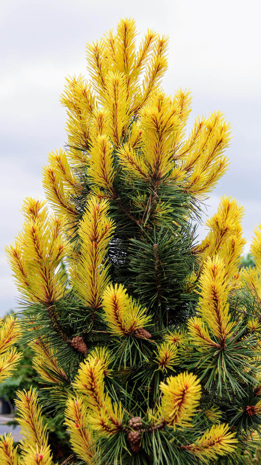 Taylor's Sunburst Rare Dwarf Variegated Lodgepole Pine Collector Conifer Tree - Live Plant
