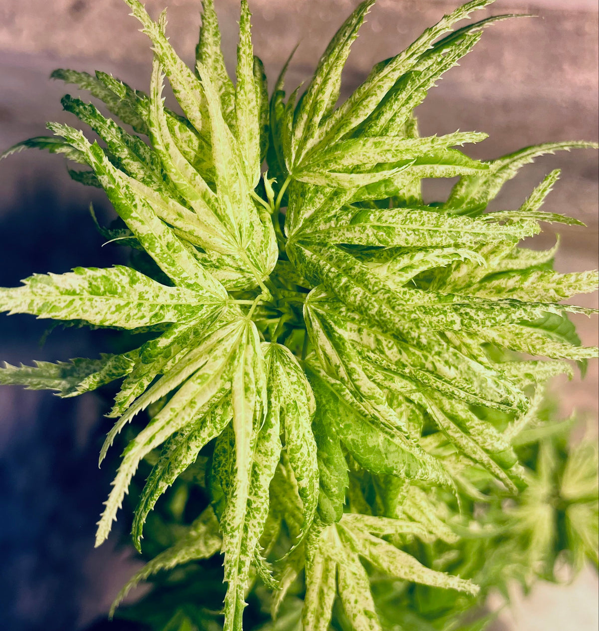 Snow Kitten aka Yuki Yama Rare Variegated Japanese Maple, Mikawa Type - Live Plant