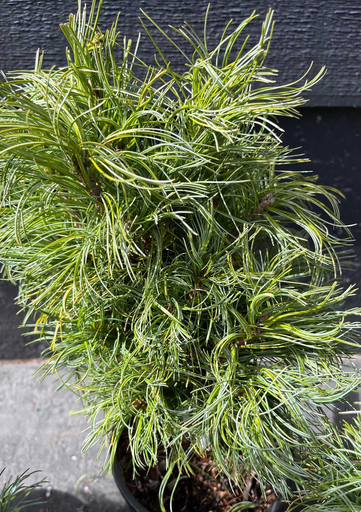 Tiny Kurls Dwarf Eastern White Pine, Unique Twisted Blue-Green Needles - Live Plant