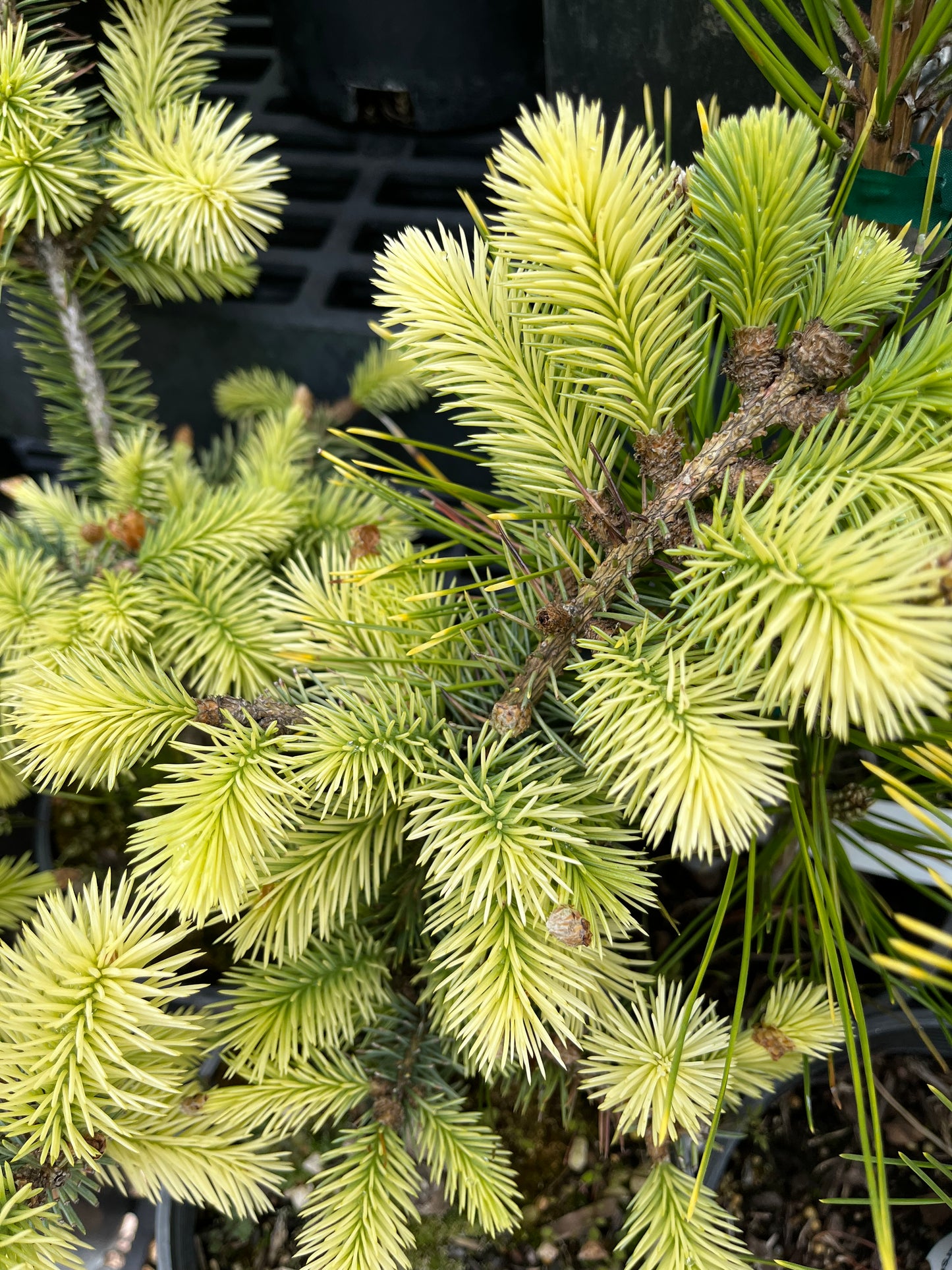 Gebelle's Golden Spring Picea Pungens, Rare Golden New Growth Blue Spruce - Live Plant