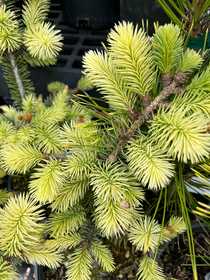 Gebelle's Golden Spring Picea Pungens, Rare Golden New Growth Blue Spruce - Live Plant