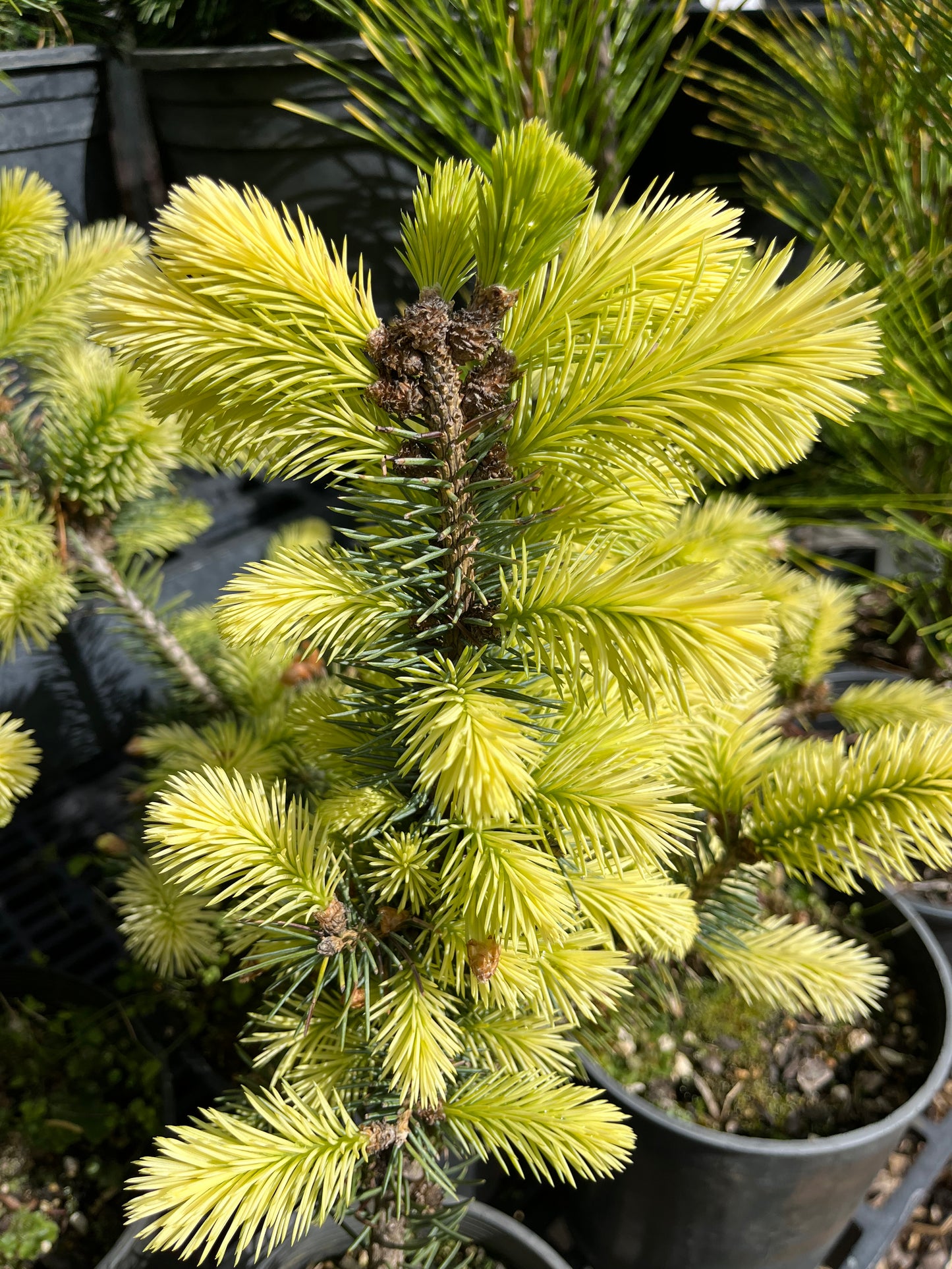 Gebelle's Golden Spring Picea Pungens, Rare Golden New Growth Blue Spruce - Live Plant