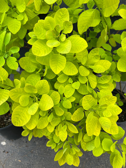 Ancot Golden Spirit Cotinus Coggygria Golden Smoke Bush Tree - Live Plant