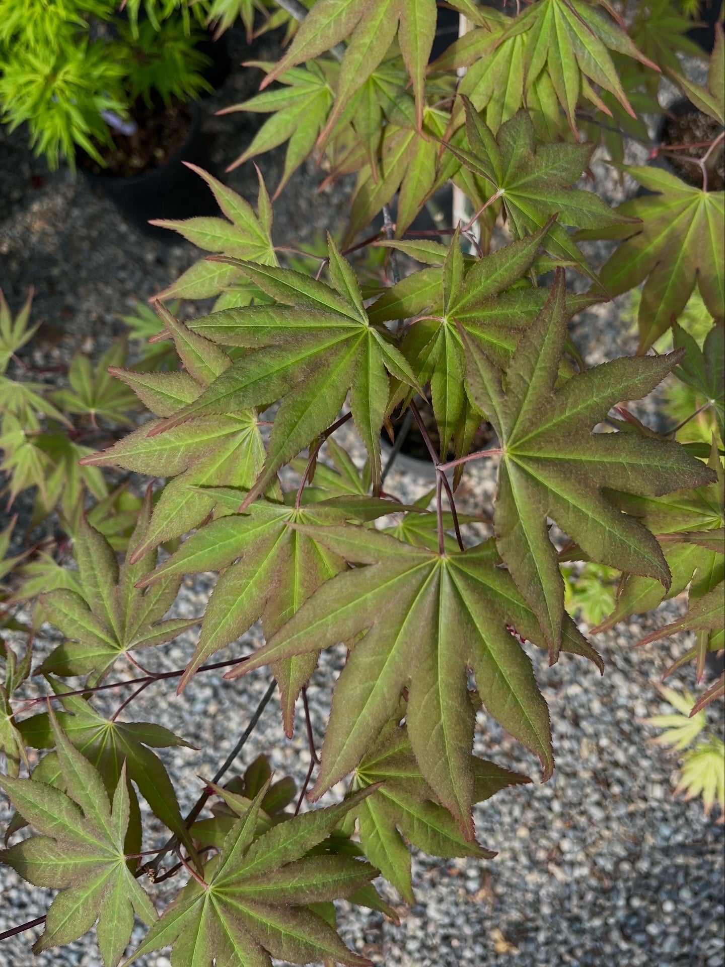 Omato Japanese Maple, Upright Vase Form, Bold Fall Color - Live Plant