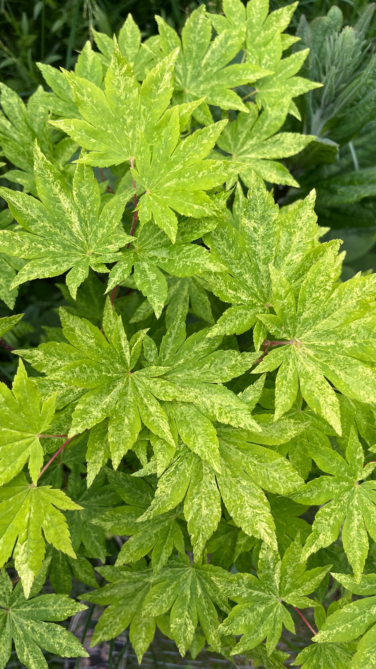 Kumoi Nishiki Rare Variegated Japanese Maple, Acer Sieboldianum Full Moon - Live Plant