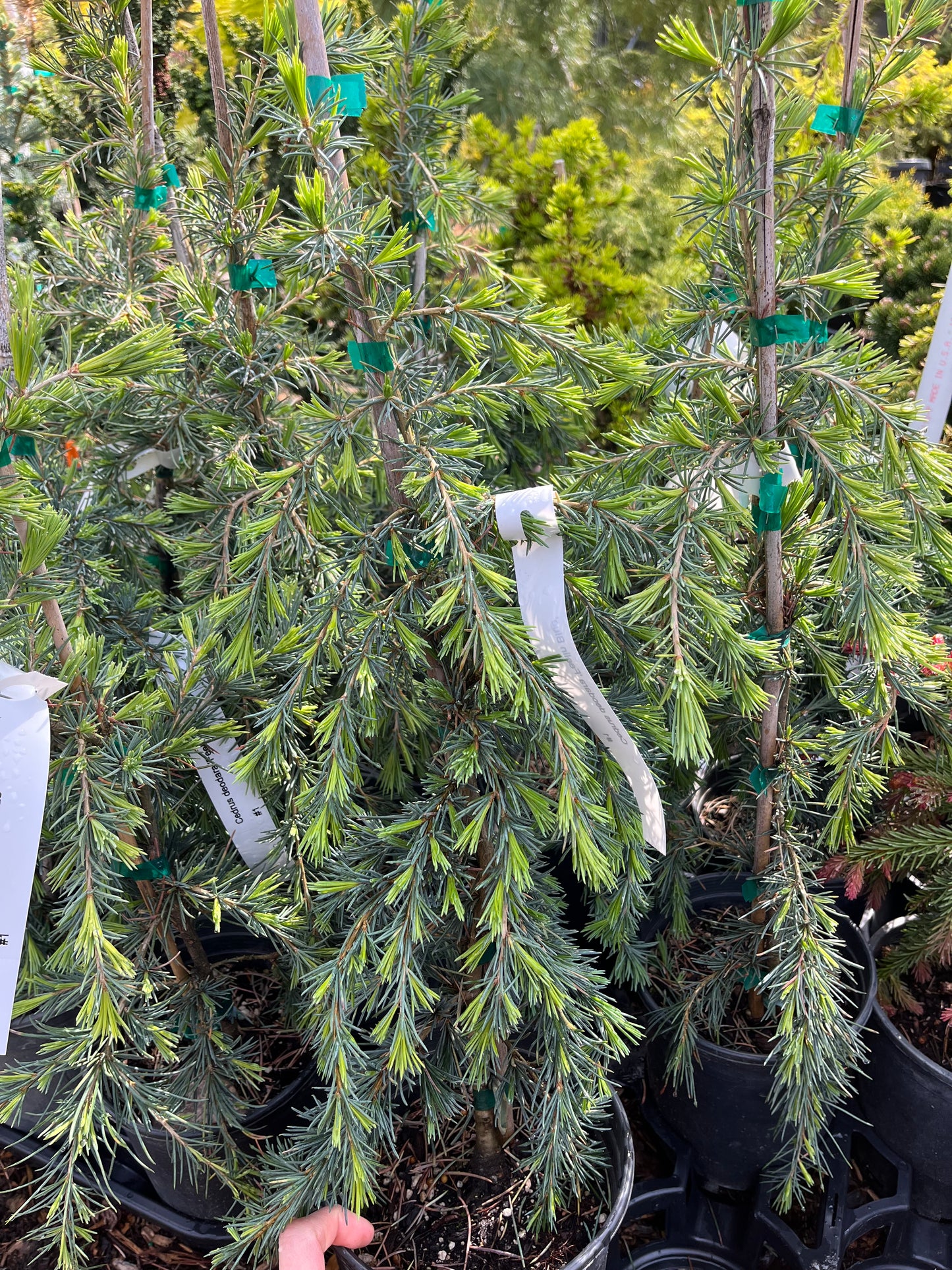 Feelin Blue Weeping Blue Deodar Cedar, Evergreen Conifer Tree - Live Plant