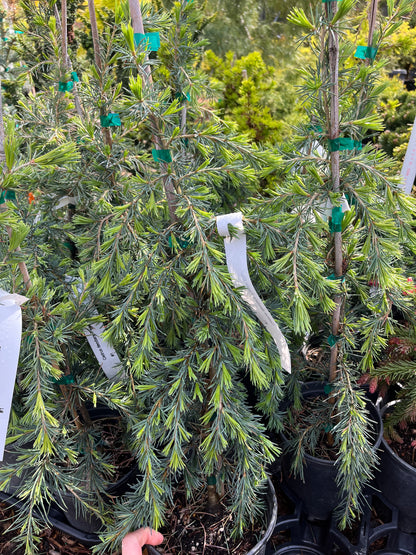 Feelin Blue Weeping Blue Deodar Cedar, Evergreen Conifer Tree - Live Plant