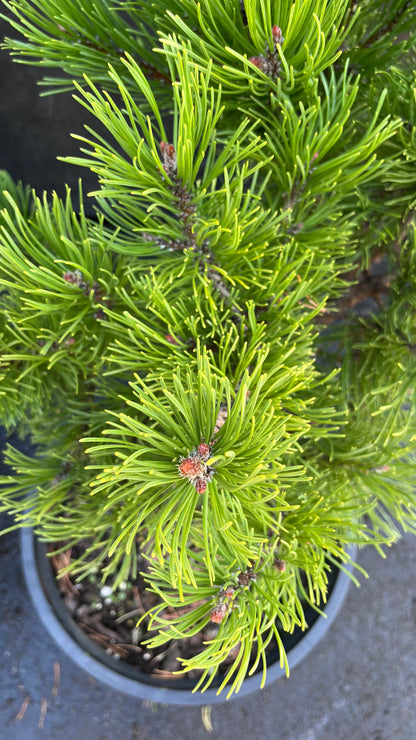 Starkl Rare Golden Mugo Pine, Dwarf Compact Evergreen - Live Plant