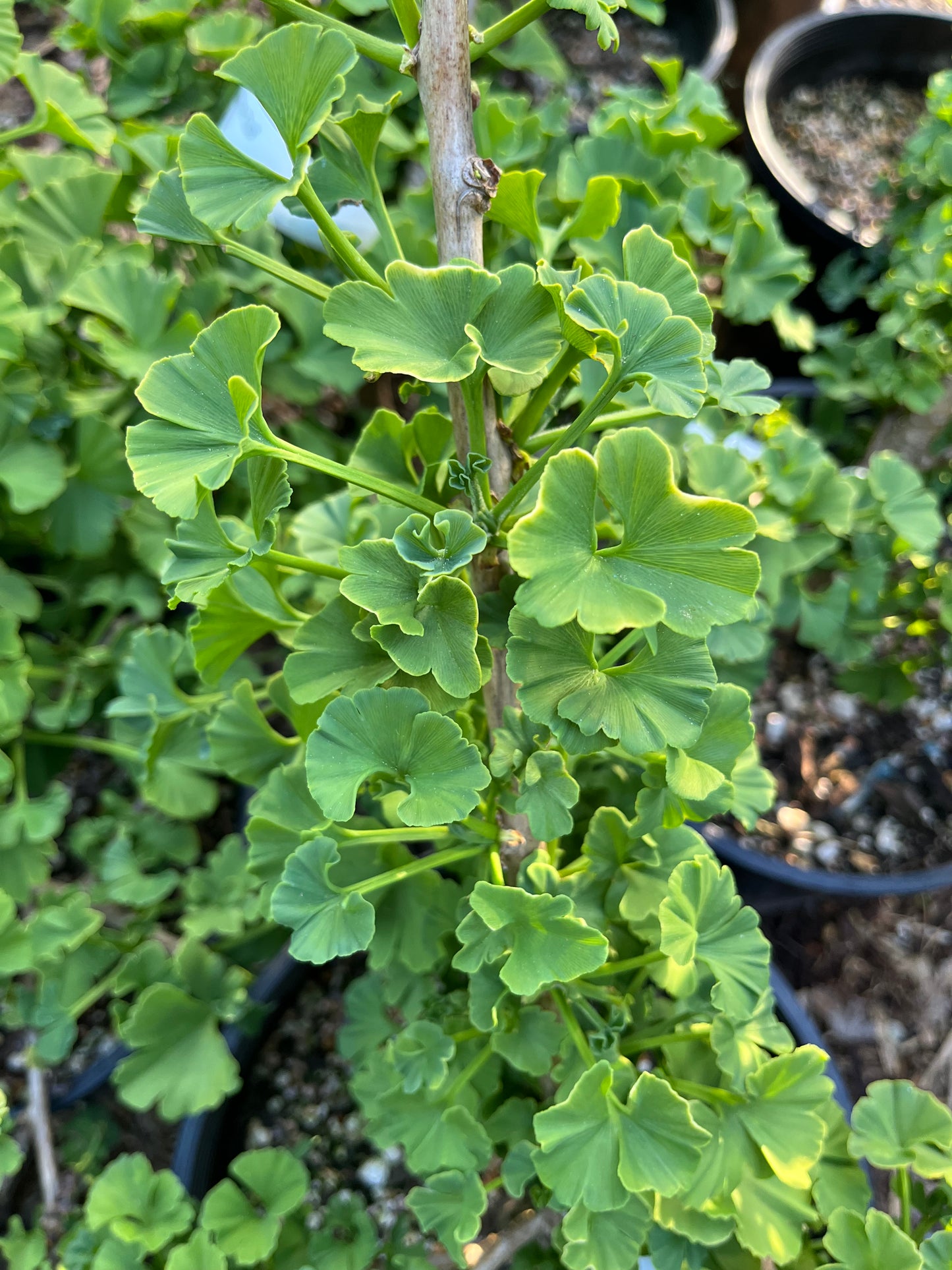 Troll Rare Dwarf Ginkgo, Deciduous Conifer Shrub, Collector Tree - Live Plant