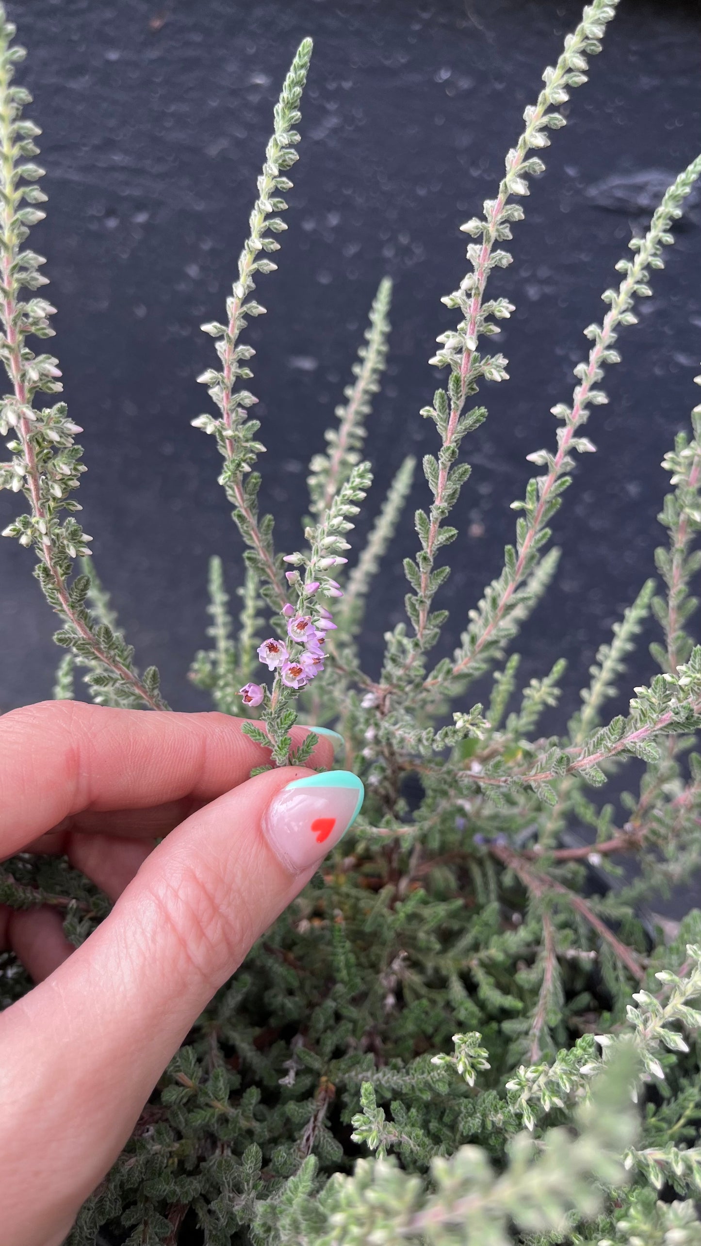 Silver Knight Heather, Lavender Blooms, Hardy Evergreen Shrub - Live Plant