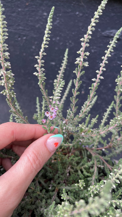 Silver Knight Heather, Lavender Blooms, Hardy Evergreen Shrub - Live Plant