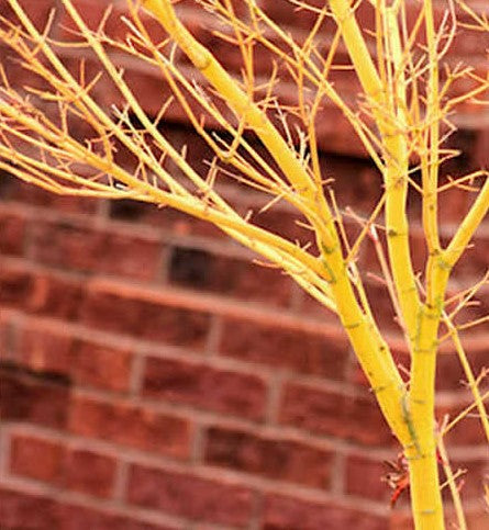 Bihou Golden Coral Bark Japanese Maple, Winter Interest Acer Palmatum Tree - Live Plant