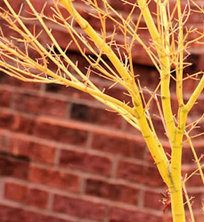 Bihou Golden Coral Bark Japanese Maple, Winter Interest Acer Palmatum Tree - Live Plant