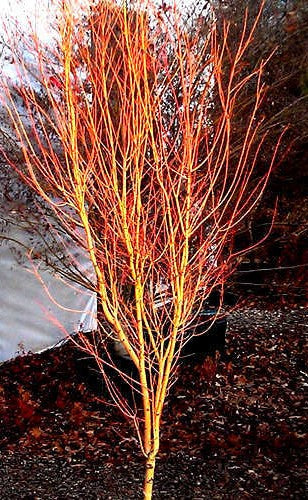 Bihou Golden Coral Bark Japanese Maple, Winter Interest Acer Palmatum Tree - Live Plant
