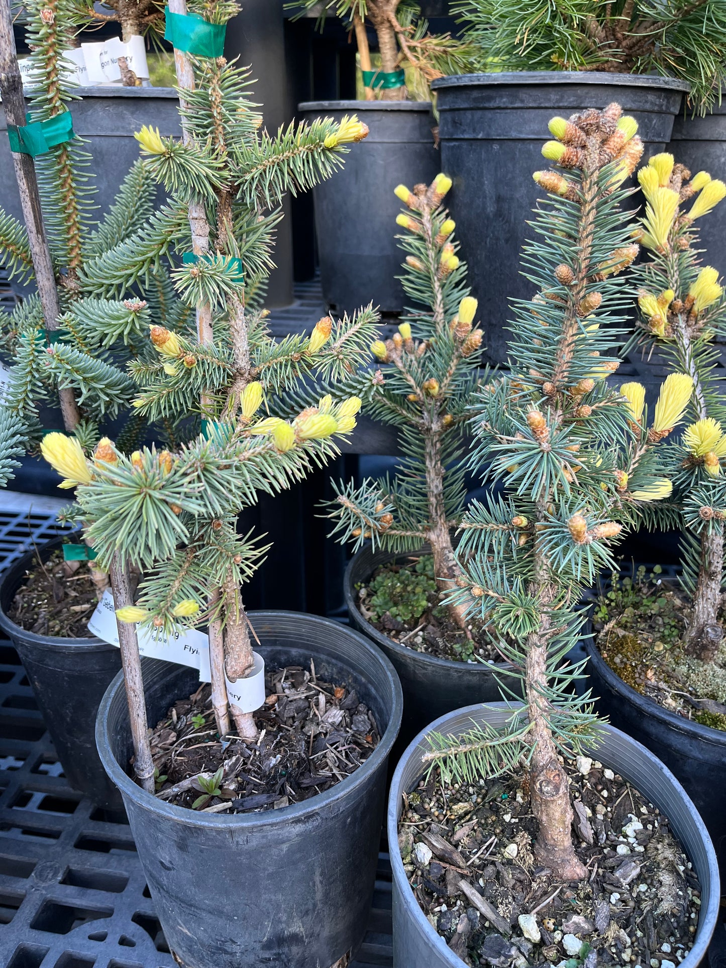 Gebelle's Golden Spring Picea Pungens, Rare Golden New Growth Blue Spruce - Live Plant