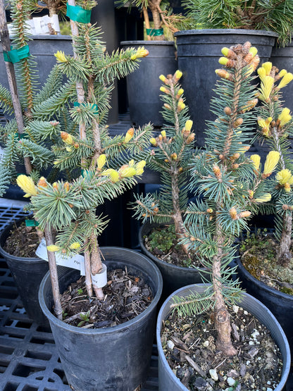 Gebelle's Golden Spring Picea Pungens, Rare Golden New Growth Blue Spruce - Live Plant