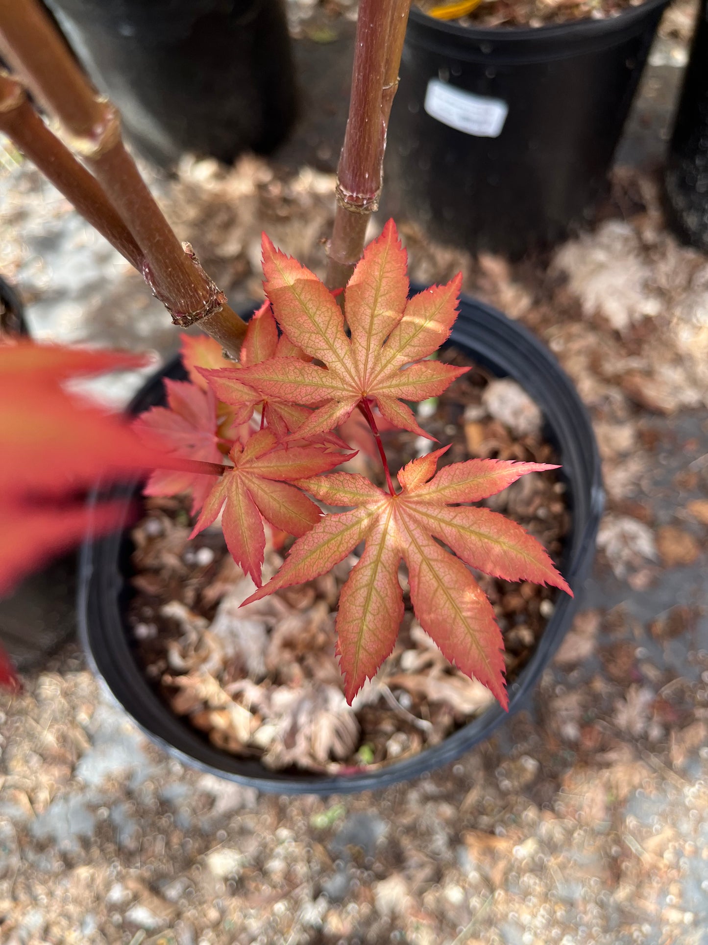 Nebula Rare Japanese Maple, Dwarf Reticulated Acer Palmatum Tree - Live Plant