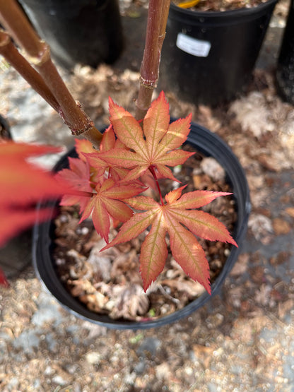 Nebula Rare Japanese Maple, Dwarf Reticulated Acer Palmatum Tree - Live Plant