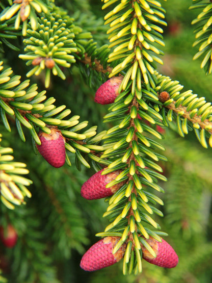 Skylands Golden Oriental Spruce, Picea Orientalis Conifer Tree - Live Plant