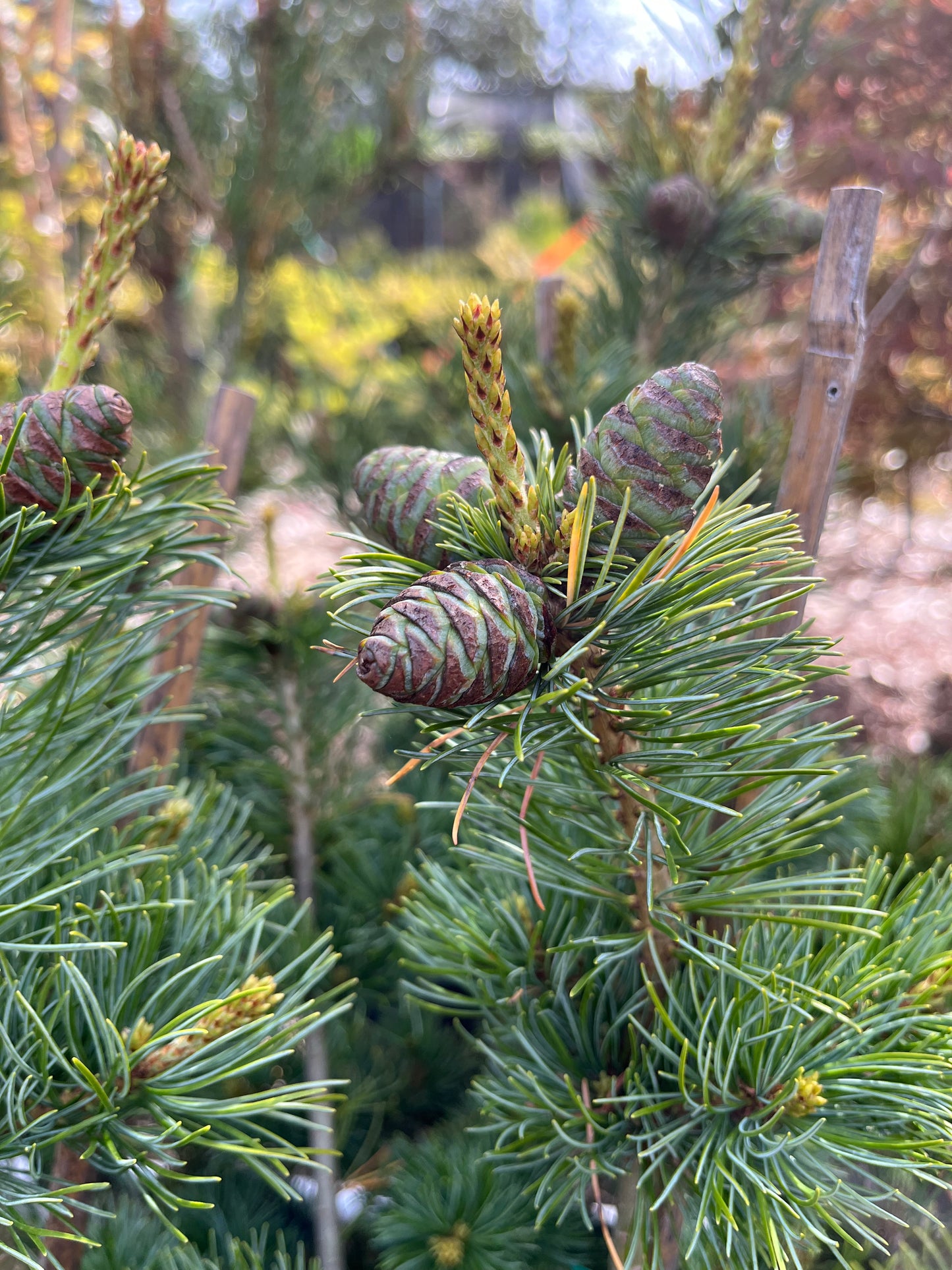 Fukuzumi Japanese White Pine, Dwarf Conifer, Irregular Habit - Live Plant