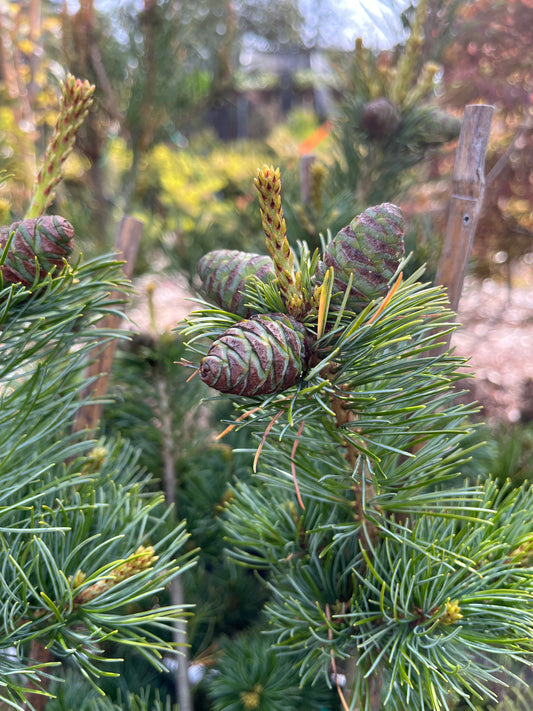 Fukuzumi Japanese White Pine, Dwarf Conifer, Irregular Habit - Live Plant