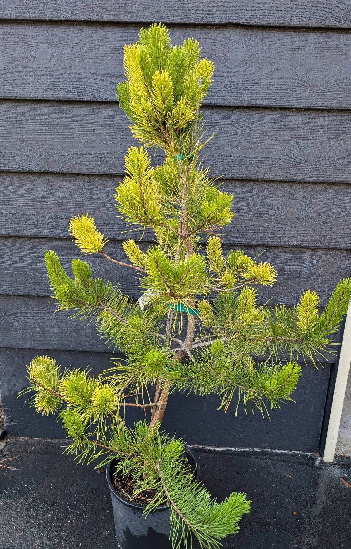 Splashes Rare Variegated Shore Pine, Pinus Contorta Collector Conifer - Live Plant