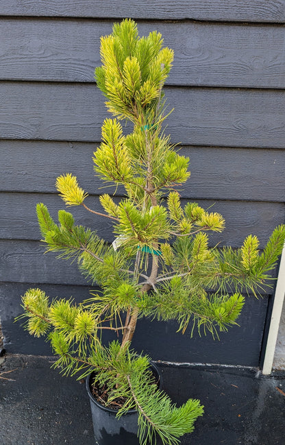 Splashes Rare Variegated Shore Pine, Pinus Contorta Collector Conifer - Live Plant